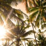 Palm Trees
